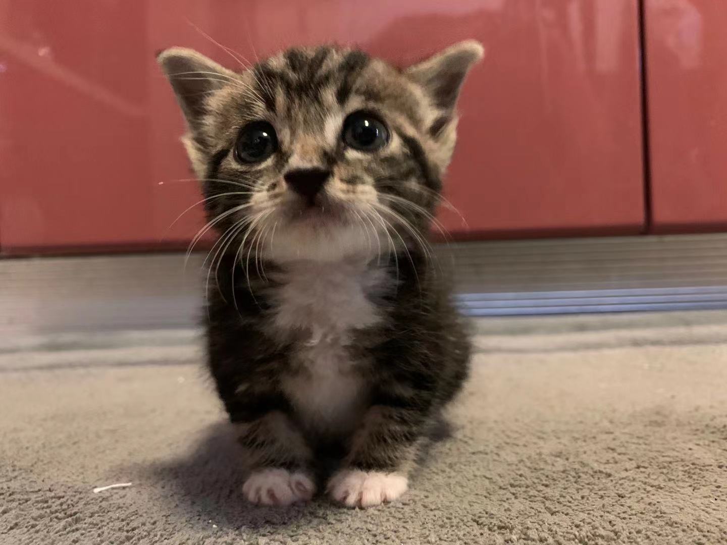LIL avatar